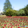 tulip