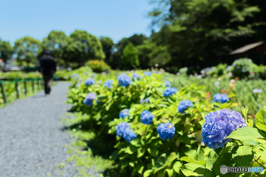 紫陽花の小径