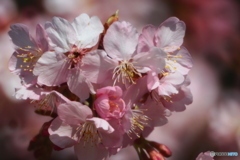 河津桜