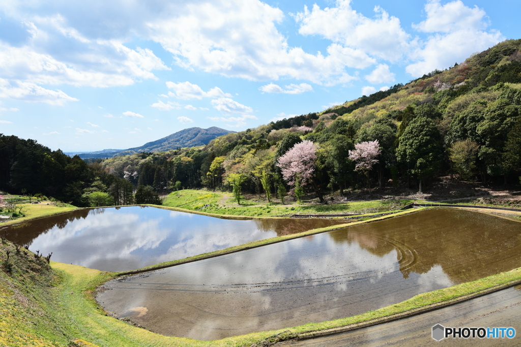 棚田と山桜