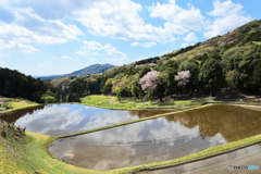 棚田と山桜