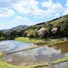 棚田と山桜