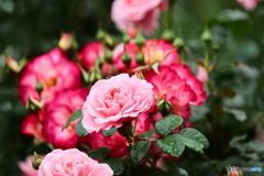 Pink Rose