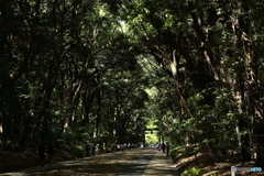 明治神宮内苑「鎮守の森」