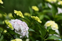 紫陽花，はじめました。