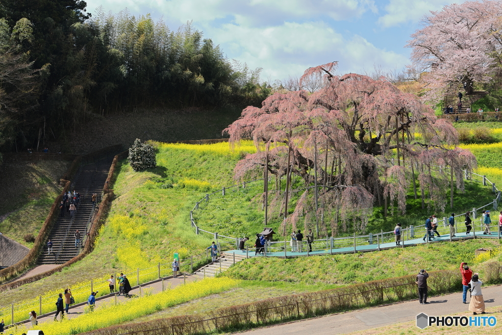 日曜日の滝桜