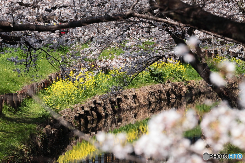 桜と菜の花