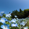 Sunny side of the flower garden