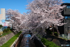 私の標本木