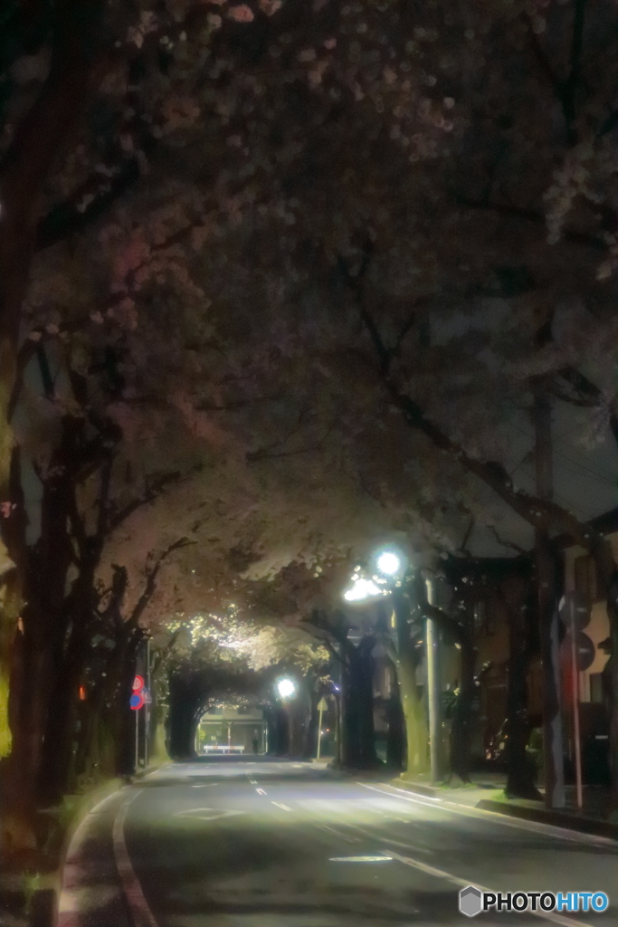 桜並木の夜