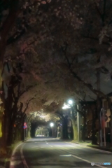 桜並木の夜