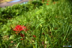 彼岸の紅，此岸の緑