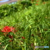 彼岸の紅，此岸の緑