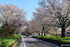 廃駅の桜（筑波鉄道雨引駅跡）