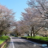 廃駅の桜（筑波鉄道雨引駅跡）