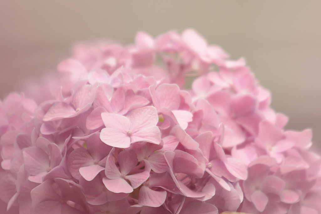 淡色紫陽花