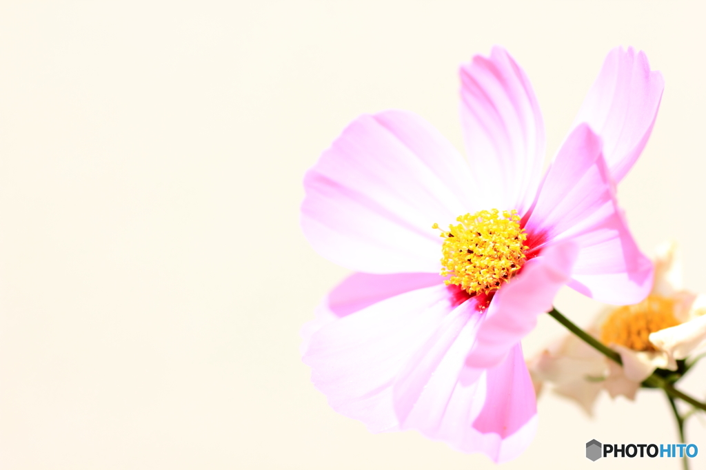 COSMOS