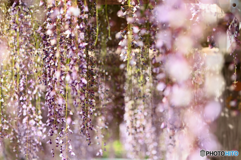 藤　Wisteria