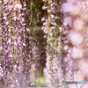 藤　Wisteria