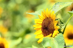 Sunny Side Sunflower