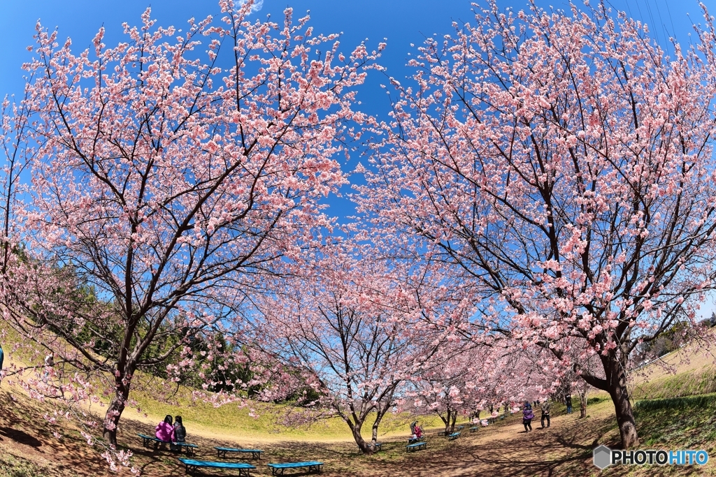 寒桜，満開