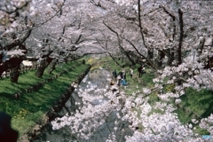 静かな花見