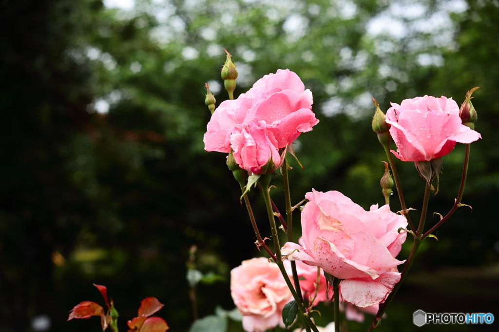 雨間の薔薇