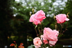 雨間の薔薇