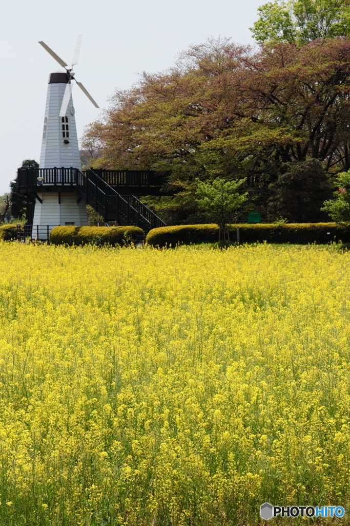 菜の花畑