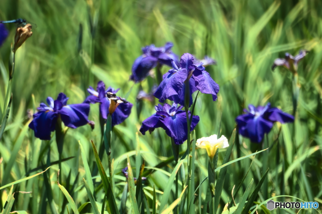 水生植物園にて～紫の花菖蒲