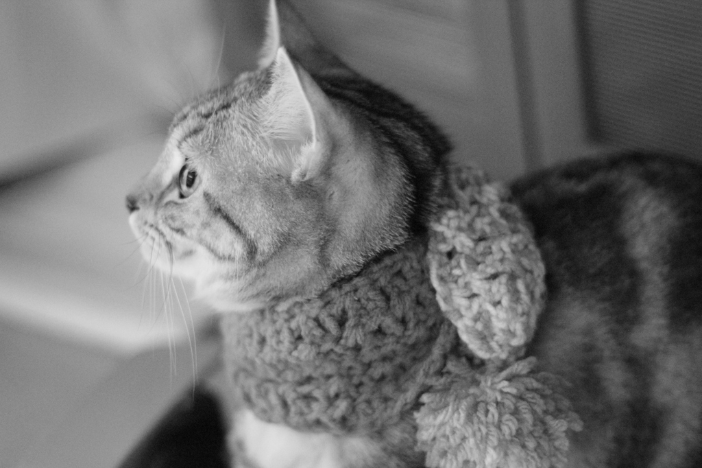 もの思う猫