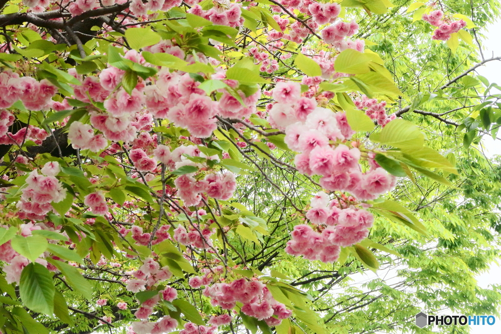 八重桜