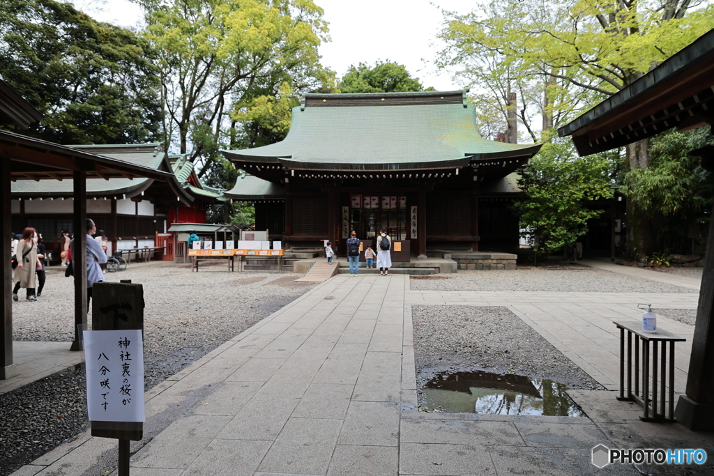 神社裏の桜が八分咲です