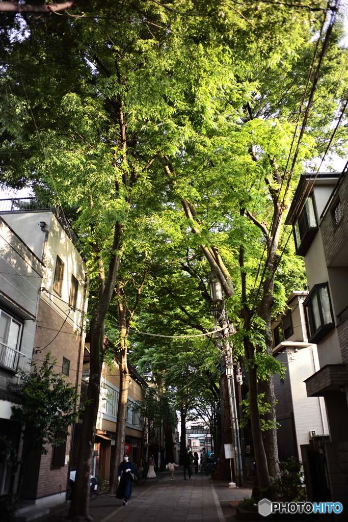 宵待ちの参道