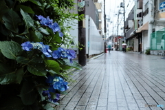 路傍の花