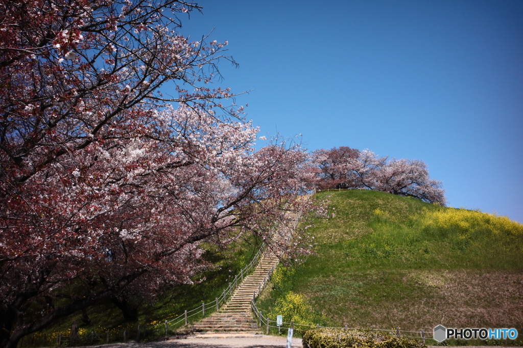 古墳の桜
