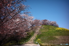 古墳の桜