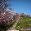 古墳の桜