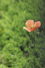ひなげしの花
