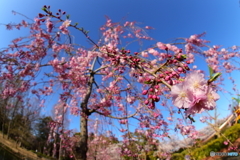 桜の世界