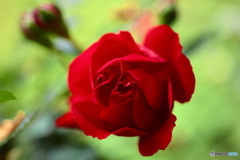 Crimson Rose