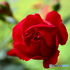 Crimson Rose