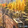 東京いちょうトラム