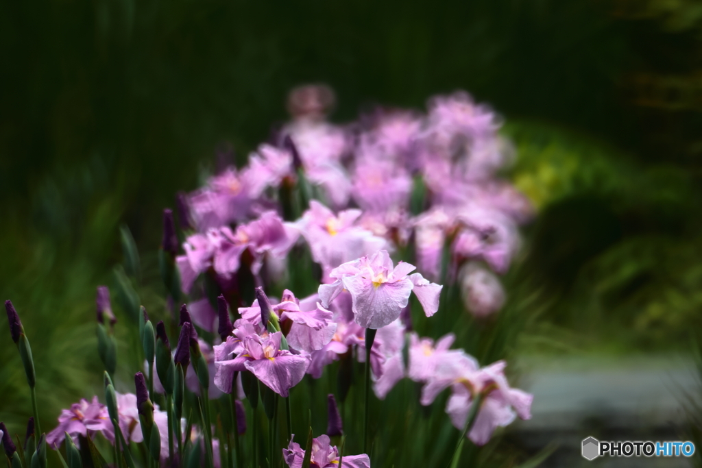 花菖蒲
