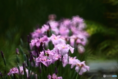 花菖蒲
