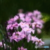 花菖蒲