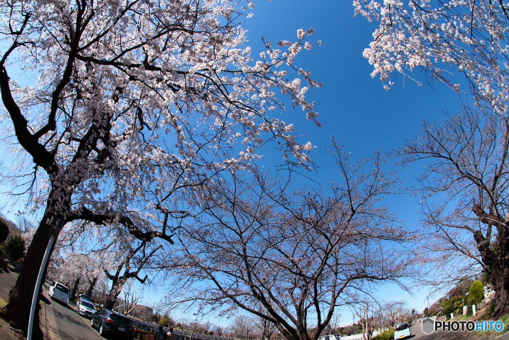 青空と桜