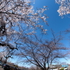 青空と桜