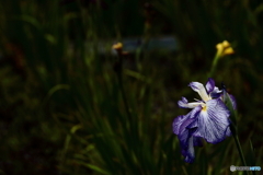 花菖蒲③