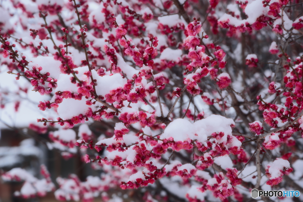 紅梅に雪